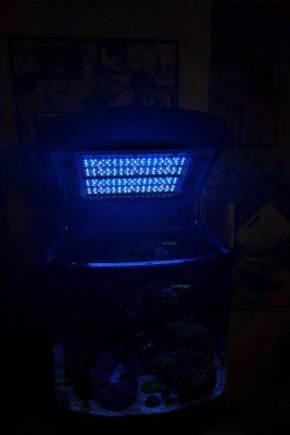 LEDs low.jpg