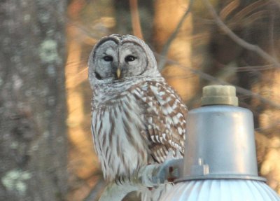 Bard Owl 2.jpg