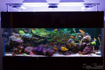 Reef of the Month, March 2019, @samparker