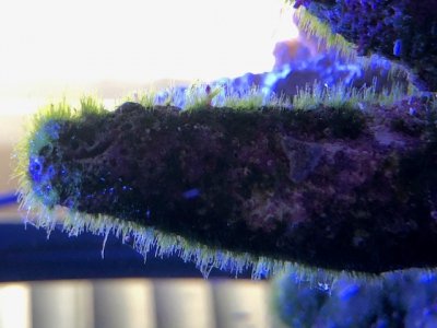 algae.jpg