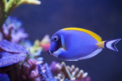 Depression in Fish
