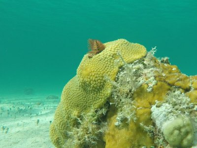 Mar coral 3.jpg