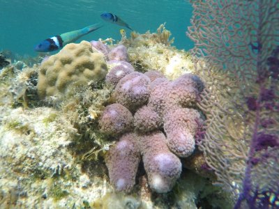 Mar coral 5.jpg