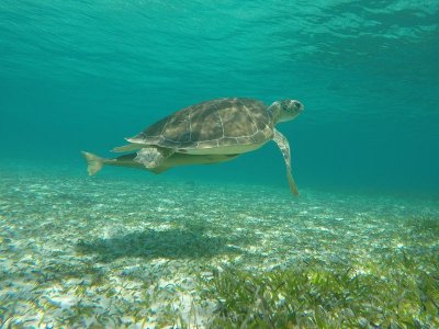 Mar turtle 1.jpg