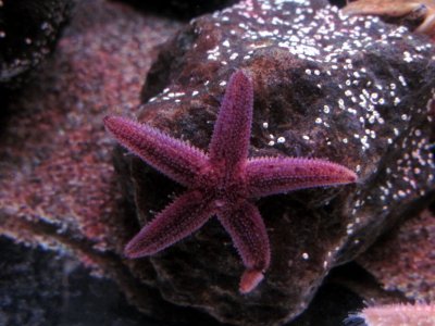 Starfish.JPG