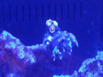 urchin zoa.jpg