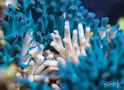 Seven things in reefing that you can't afford to ignore...