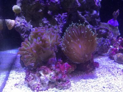 Life on the Reef: True Stories From Reef Aquarists That Will Make You Laugh or Cry
