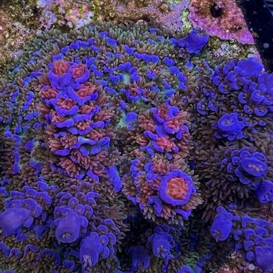 Purple stylo or purple monti digi?  REEF2REEF Saltwater and Reef Aquarium  Forum