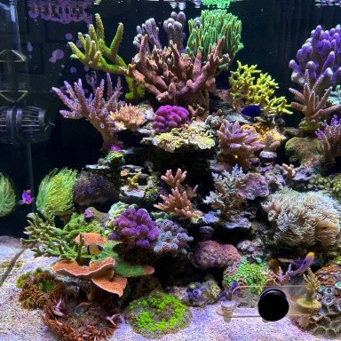 Eheim Skim 350 Surface Skimmer Aquarium Fish Tank Marine Reef Coral Skimmer  Fish Tank Filter Aquarium Filter Sponge Filter