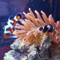 Vermetid Snail Predator Reef2reef Saltwater And Reef Aquarium Forum