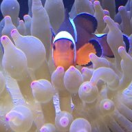 frozen mysis shrimp petco