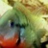 Mr.Firemouth