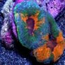 reef-lover