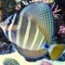 Jcr's Reef