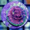 BayCorals