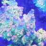 maharsreef