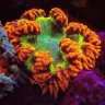 anemonesaur