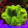 Fluval M90 Reef