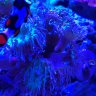 ReefDreamer1126