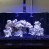 BigCitySmallReef