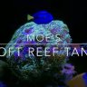 Moe’s reef tank