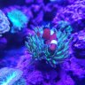 FindingNem0