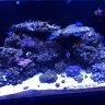 408Dartfish