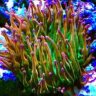 ReefersDelite
