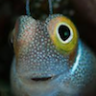 Fishy McFish