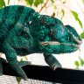 furcifer208