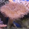 ToadstoolCoral155