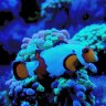 Reefpuck