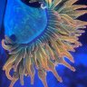 CrackCorals