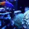 Sumo Reef