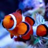 Raising Reef.
