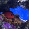 KingReef16
