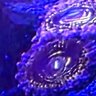 Reef magic 1