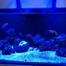 redfin9