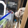 Foreman