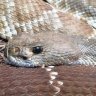 SnakeCharmer