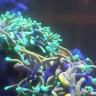Unstoppable algae!