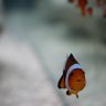 Daddynemo30