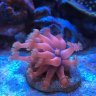 CoralFanaticDano