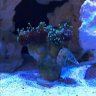 TedsReef