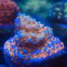 Ryan’s reef