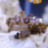 reeferlance