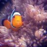 Sidewyz