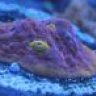 spotted jawfish