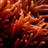 ReefMatt